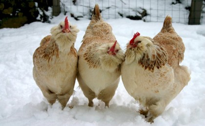 Какой сегодня праздник: почему в Сильвестров день 15 января нельзя готовить блюда из курицы