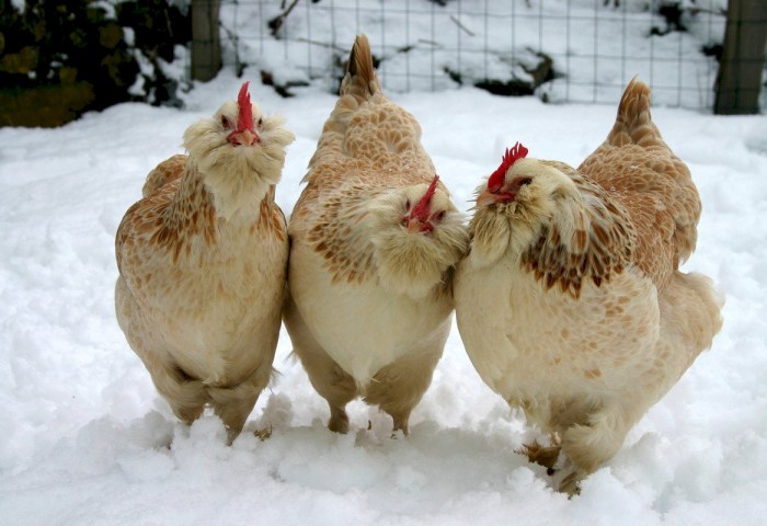 Какой сегодня праздник: почему в Сильвестров день 15 января нельзя готовить блюда из курицы