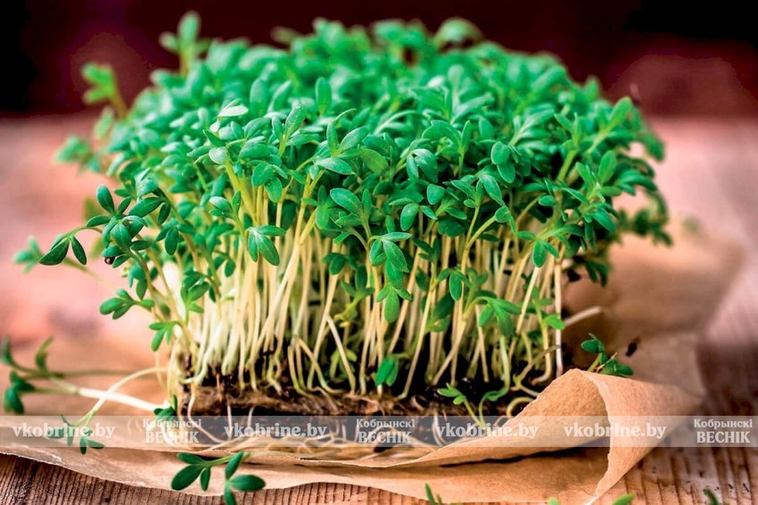 Не авокадо и не брокколи: назван самый полезный продукт в мире