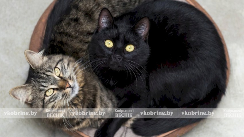 Штрафы до 630 рублей ждут белорусов за содержание более двух кошек или собак в квартире