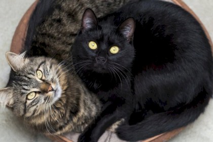 Штрафы до 630 рублей ждут белорусов за содержание более двух кошек или собак в квартире