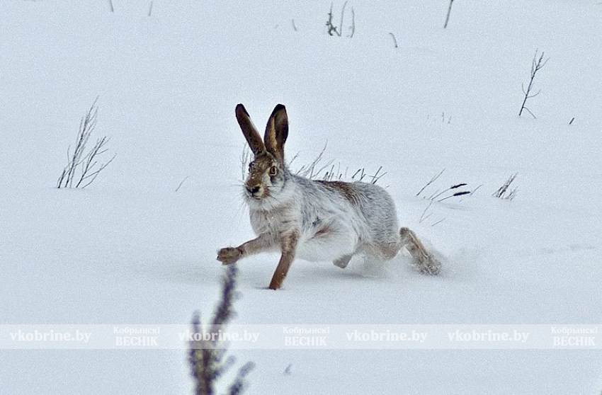 В Беларуси завершился сезон охоты на зайца, белку, куницу и норку: нарушителей ждут штрафы