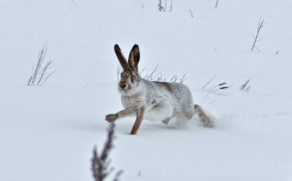 В Беларуси завершился сезон охоты на зайца, белку, куницу и норку: нарушителей ждут штрафы
