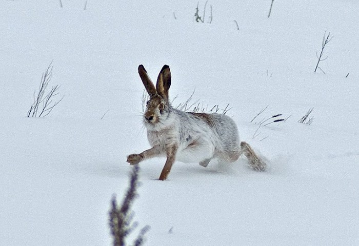 В Беларуси завершился сезон охоты на зайца, белку, куницу и норку: нарушителей ждут штрафы