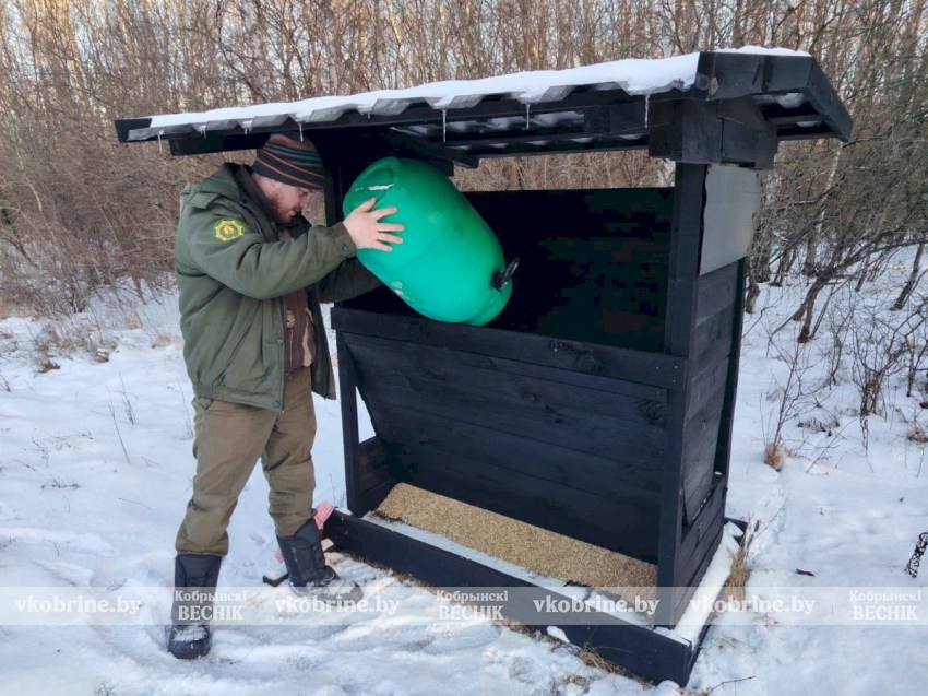 Новые обитатели - охотничье хозяйство Кобринского опытного лесхоза пополнилось благородными оленями