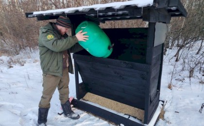 Новые обитатели - охотничье хозяйство Кобринского опытного лесхоза пополнилось благородными оленями