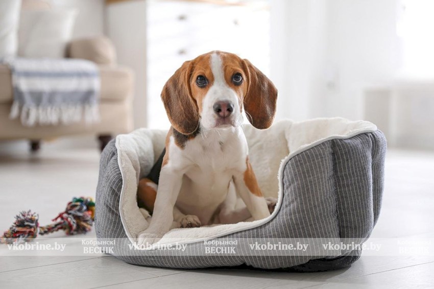 Регистрация собак и налог: сколько заплатят владельцы в 2026 году