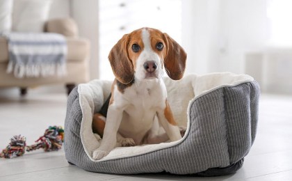 Регистрация собак и налог: сколько заплатят владельцы в 2026 году