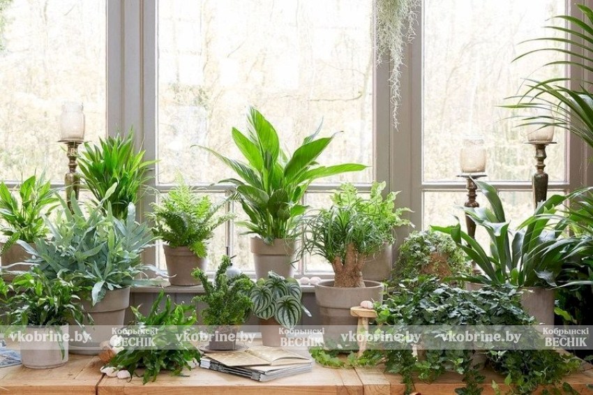 Какие комнатные растения могут вызывать аллергию