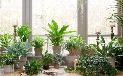 Какие комнатные растения могут вызывать аллергию