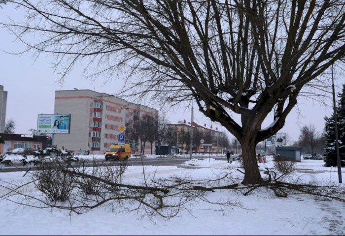 По улице Дзержинского обрезали ветви деревьев - комментарии специалиста Кобринского ЖКХ