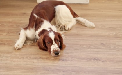 Эксперт ветеринарной клиники перечислила 3 скрытых симптома, что ваша собака страдает