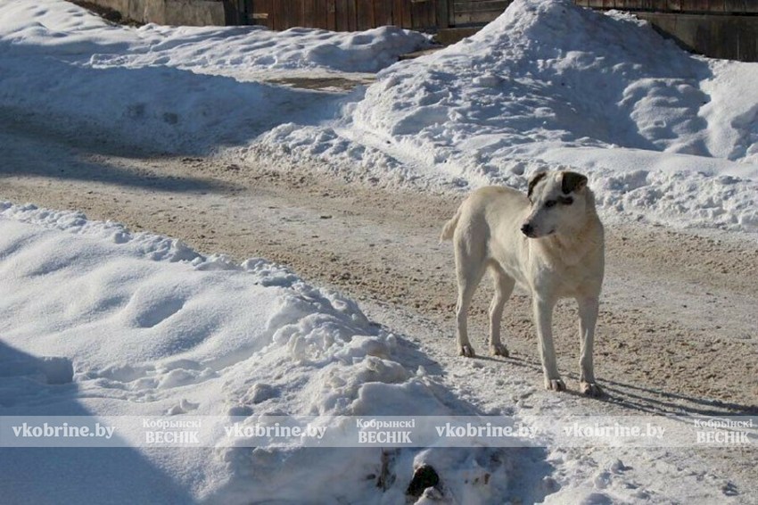 Ошейник не спасет: почему служба отлова может забрать гуляющую без хозяина собаку