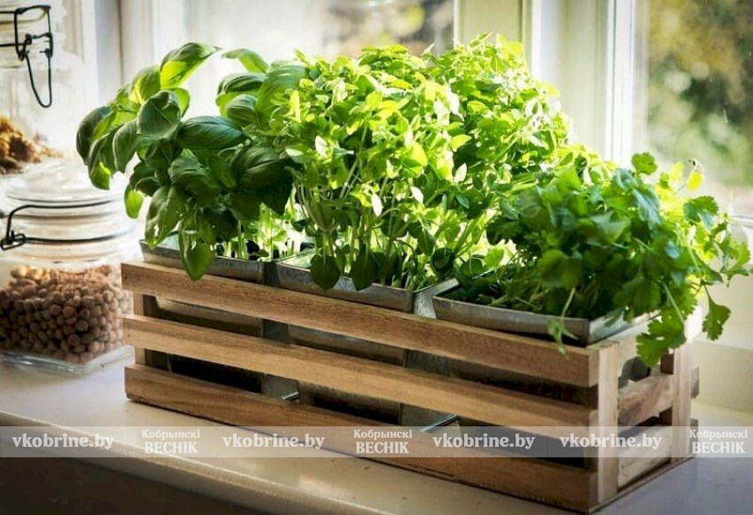 Весна на подоконнике: как вырастить салат, базилик и другую зелень в домашних условиях