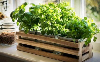 Весна на подоконнике: как вырастить салат, базилик и другую зелень в домашних условиях