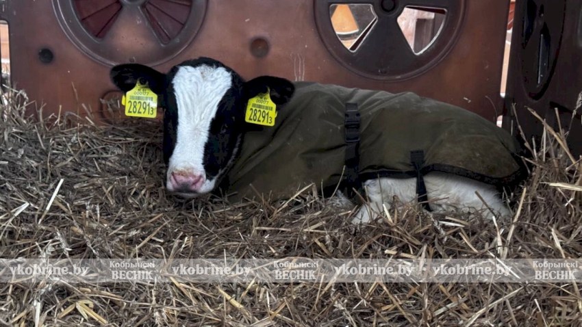 В тепле, заботе и уходе: как животноводы из «Покровского» помогают телятам пережить аномальные морозы (ВИДЕО)