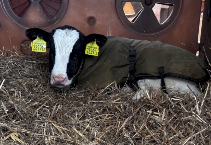 В тепле, заботе и уходе: как животноводы из «Покровского» помогают телятам пережить аномальные морозы (ВИДЕО)