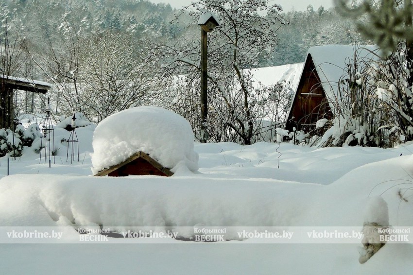 Не просто сугробы: как обычный снег может спасти урожай, рассаду и запасы на даче