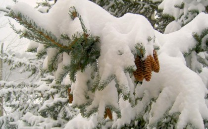 Морозы до -29°С накроют Беларусь на этой неделе — ждать ли потепления