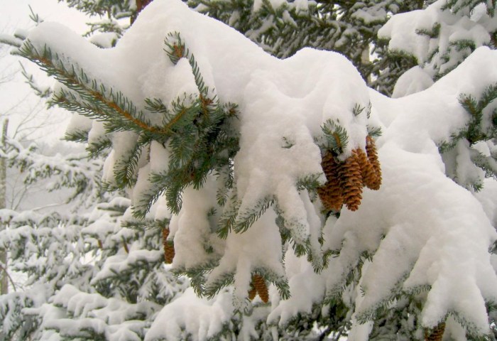 Морозы до -29°С накроют Беларусь на этой неделе — ждать ли потепления