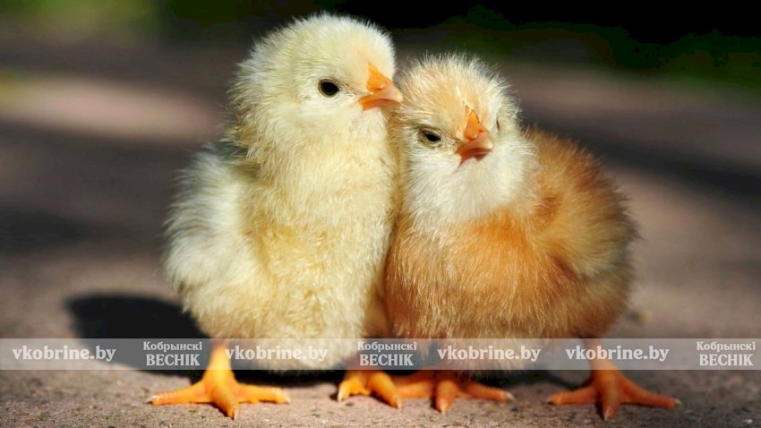 Лечения нет, только профилактика: чем опасны перелетные птицы для домашних хозяйств, рассказала главный ветеринарный врач Кобринского района