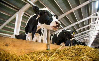 Недостаточные меры и их последствия - итоги мониторинга Комитетом госконтроля животноводческих объектов в январе-феврале