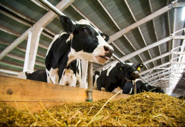 Недостаточные меры и их последствия - итоги мониторинга Комитетом госконтроля животноводческих объектов в январе-феврале