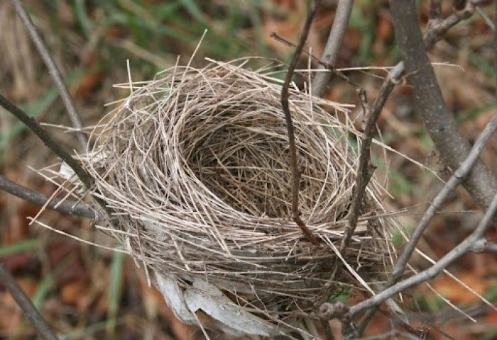 В Беларуси запретили разрушать птичьи гнёзда - штрафы до 22 тыс. рублей