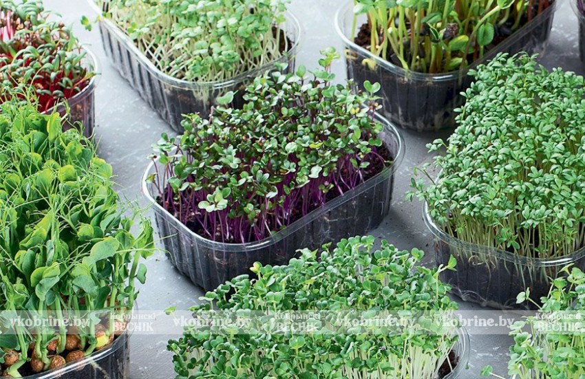 Почему медики рекомендуют добавлять в рацион микрозелень