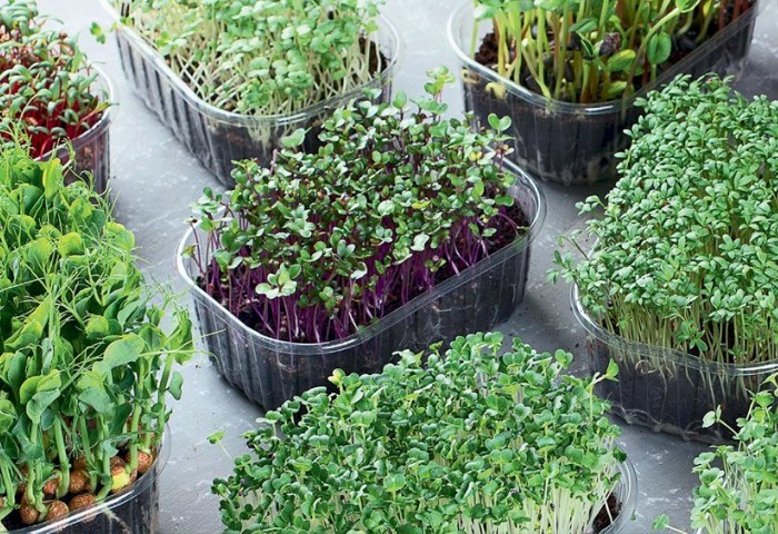 Почему медики рекомендуют добавлять в рацион микрозелень