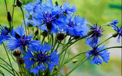 «Размаўляй са мной па-беларуску!» - 21 лютага ў Беларусі адзначаць Дзень роднай мовы