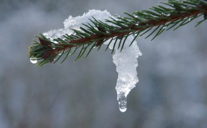 Оттепель всё ближе? Последняя неделя зимы принесёт плюс 12 и дожди вместо снега