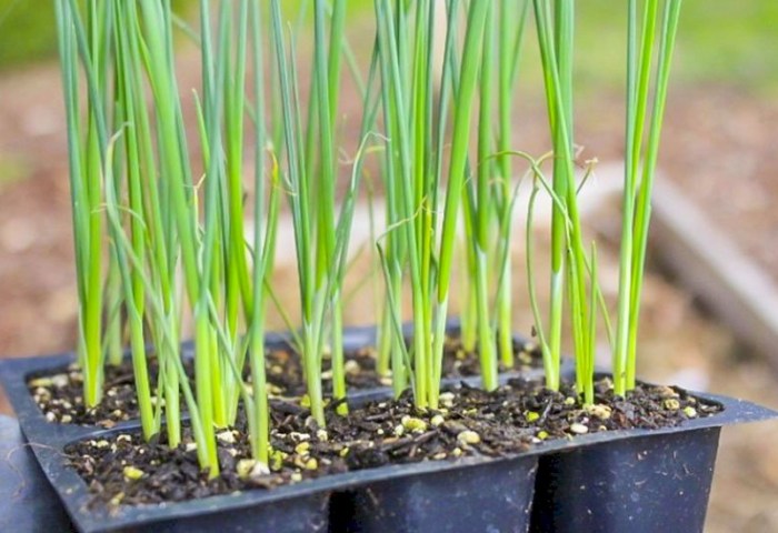 Как посеять лук на рассаду: садовод рассказал о важных нюансах