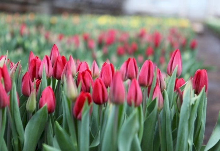 Вырастили - продали: всё, что нужно знать о налогах на цветоводство, рассказали в ИМНС по Кобринскому району