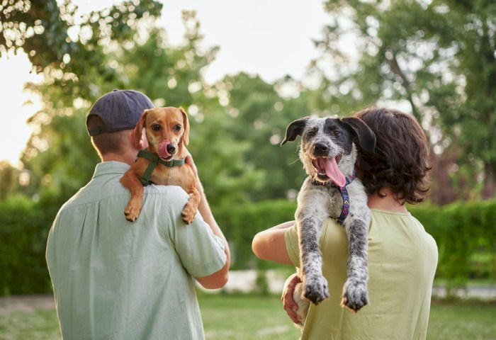 В ответе за тех, кого приручили: всё о налогах для владельцев собак