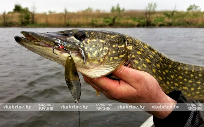Штраф до 30 базовых: в Беларуси вступил в силу весенний запрет на ловлю щуки