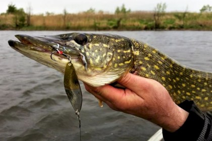 Штраф до 30 базовых: в Беларуси вступил в силу весенний запрет на ловлю щуки