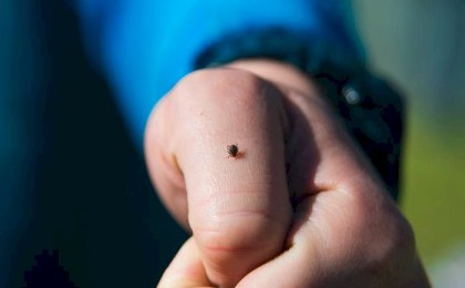 Клещи успешно перезимовали и проснутся с первым теплом – прогноз эпидемиологов 