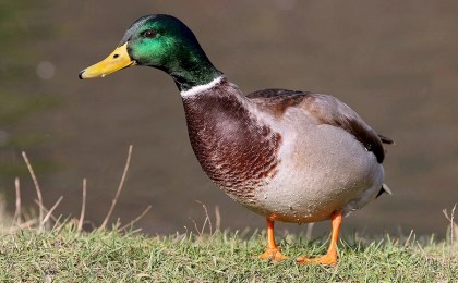 Весна зовет: в Беларуси открывается охота на гусей и селезней