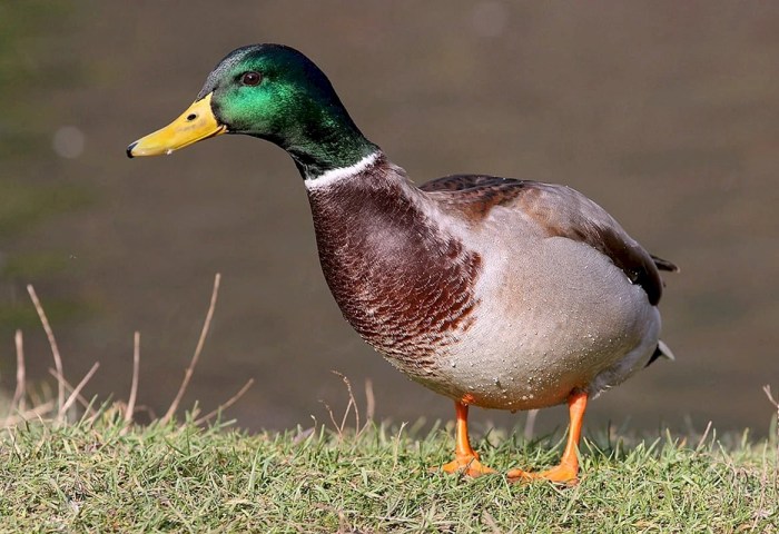 Весна зовет: в Беларуси открывается охота на гусей и селезней
