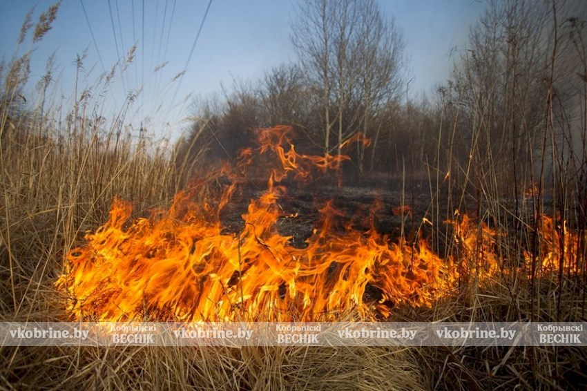 Сохраним Кобринский край зеленым: скажи «нет» палам!