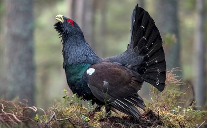 Глухарь, тетерев, вальдшнеп: правила и сроки весенней охоты 2026