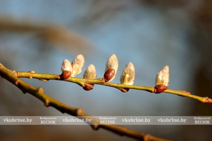 Кратковременные дожди и туман: что ждать от погоды с 16 по 22 марта