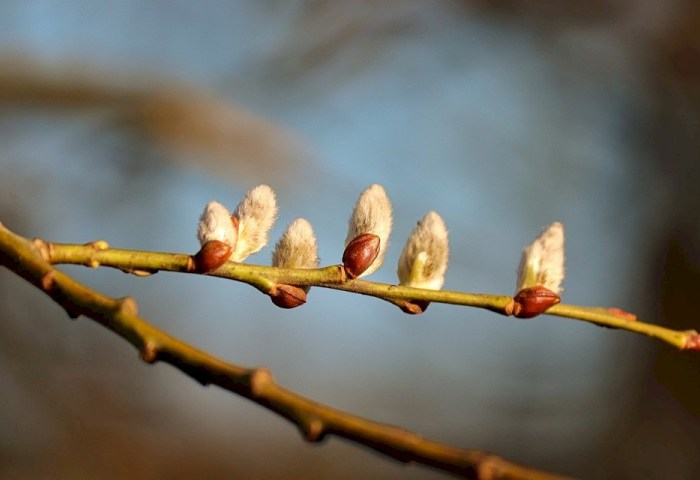 Кратковременные дожди и туман: что ждать от погоды с 16 по 22 марта