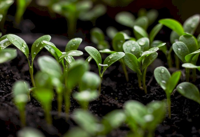 Посеяли семена, а ростков нет? Что мешает расти рассаде