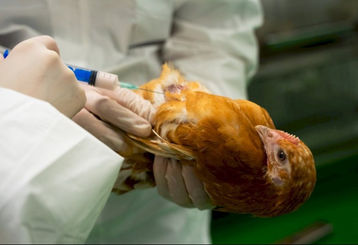 Бесплатно и надежно: в Кобринском районе пройдет вакцинация птицы против болезни Ньюкасла