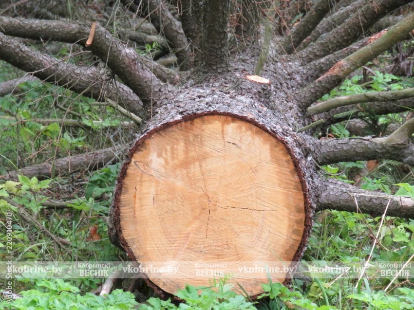 Самостоятельно спилить дерево в городе? Могут оштрафовать до 30 базовых