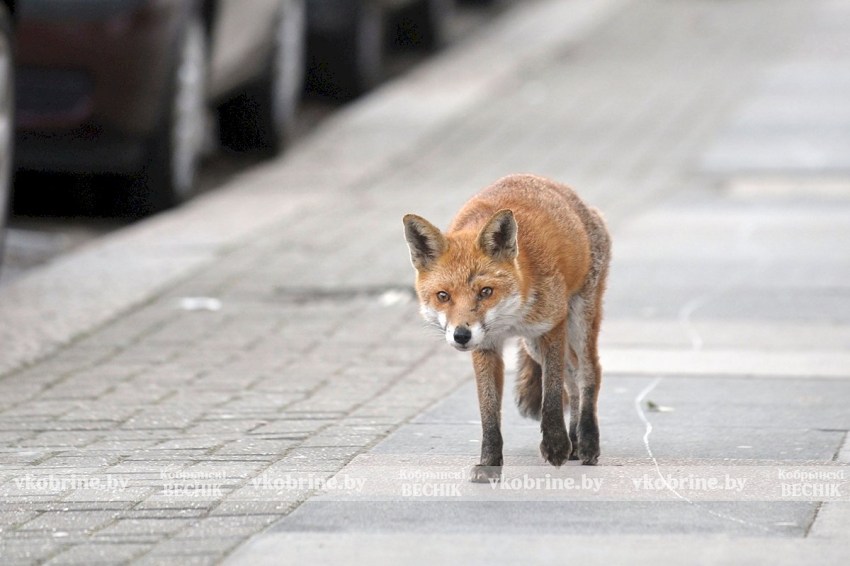 Рыжая гостья: что делать, если встретили лису в Кобрине?