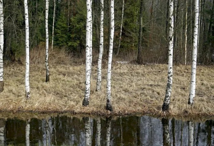Весеннее равноденствие-2026 в Беларуси: точное время и народные поверья