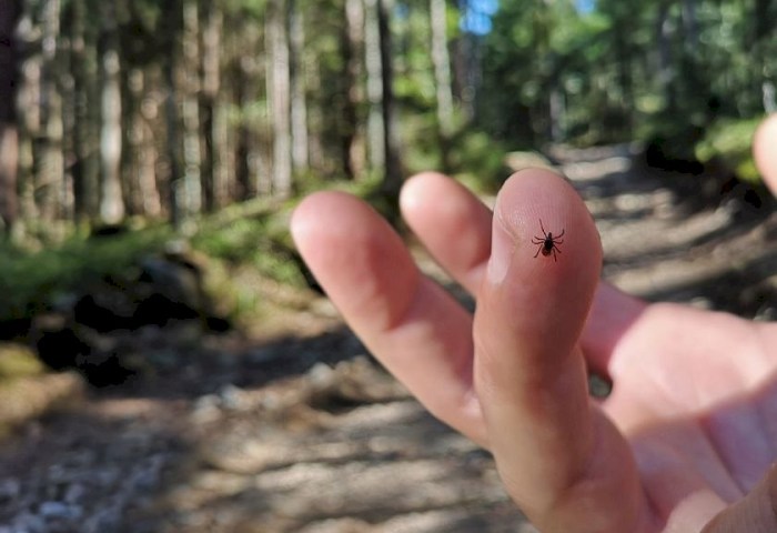 Сезон клещей начался: врач объяснила, как правильно удалить паразита и не навредить себе